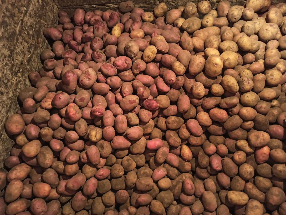 Урожай картофеля в связи с применением азотных удобрений