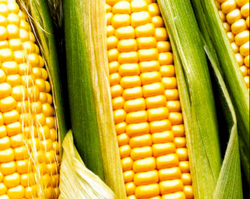 6 кукуруза лг агроастра семена