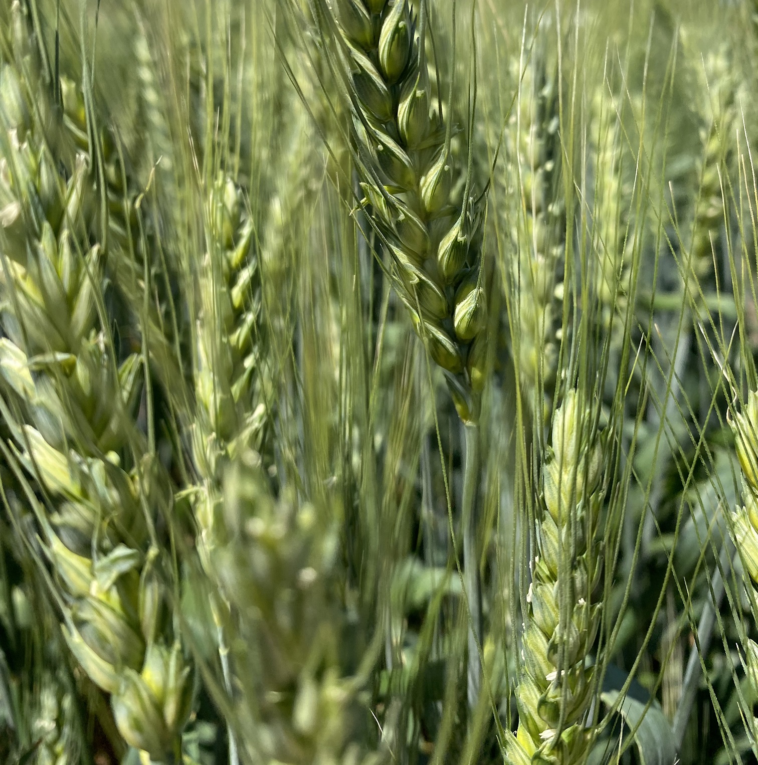 3 Шеф  озимая пшеница  АГРОАСТРА agroastra — копия
