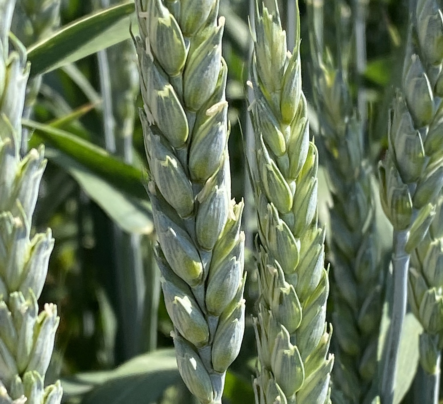 1 Тимирязевка 150  озимая пшеница АГРОАСТРА agroastra — копия