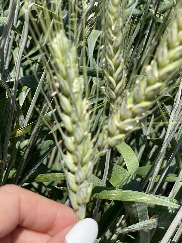 озимая пшеница  АГРОАСТРА  (4)